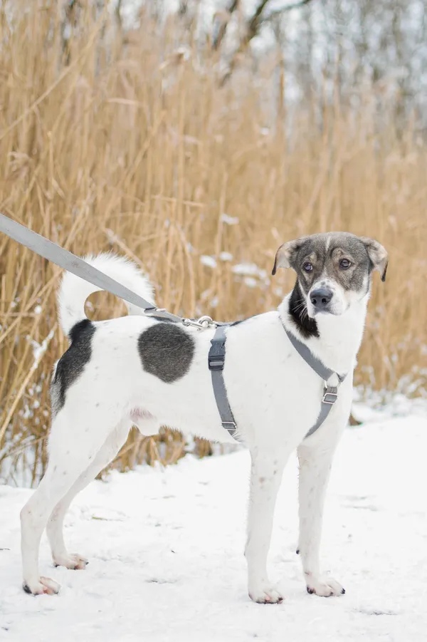 Znaleziono psa, Sosnowiec, 28 października 2024 (1/5)