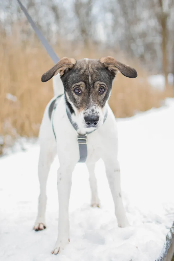 Znaleziono psa, Sosnowiec, 28 października 2024 (2/5)