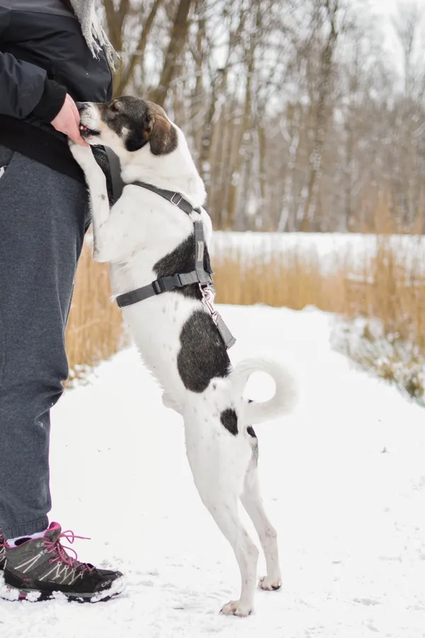 Znaleziono psa, Sosnowiec, 28 października 2024 (4/5)