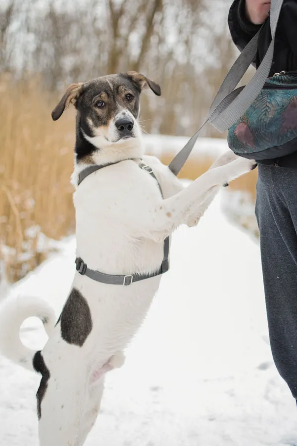 Znaleziono psa, Sosnowiec, 28 października 2024 (5/5)