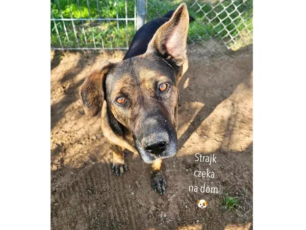 Pies do adopcji, Przyborówko, 14 grudnia 2025 (1/5)
