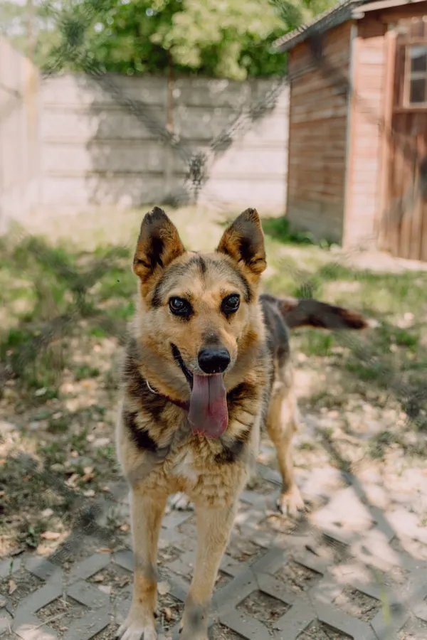 Pies do adopcji, Korabiewice, 2 listopada 2024 (5/5)