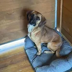 Pies do adopcji