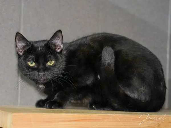 Kot do adopcji, Sopot, 3 listopada 2024 (2/5)