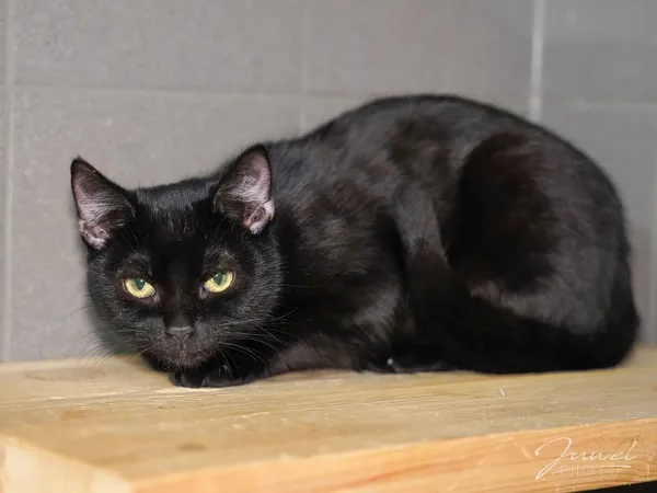 Kot do adopcji, Sopot, 3 listopada 2024 (3/5)