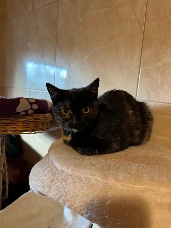 Kot do adopcji, Korabiewice, 4 listopada 2024 (3/4)