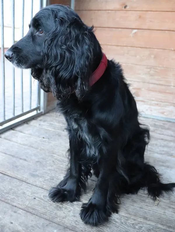 Znaleziono psa, Łódź, 7 października 2025 (1/5)