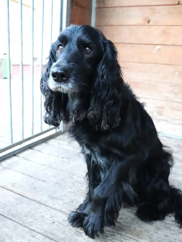 Znaleziono psa, Łódź, 7 października 2025 (2/5)