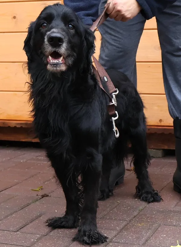 Znaleziono psa, Łódź, 7 października 2025 (3/5)