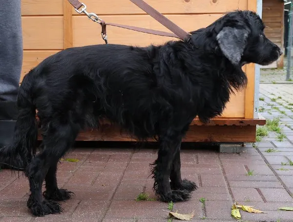 Znaleziono psa, Łódź, 7 października 2025 (4/5)