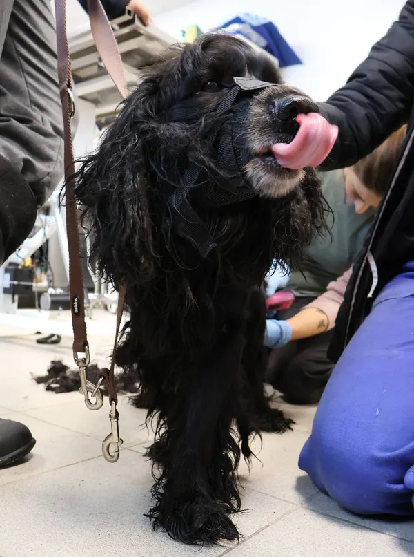 Znaleziono psa, Łódź, 7 października 2025 (5/5)