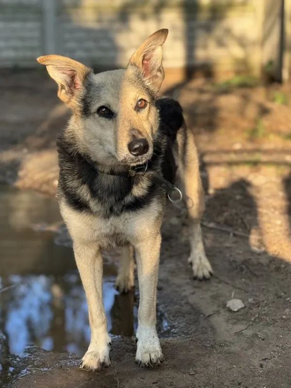 Pies do adopcji, Korabiewice, 5 listopada 2024 (3/5)