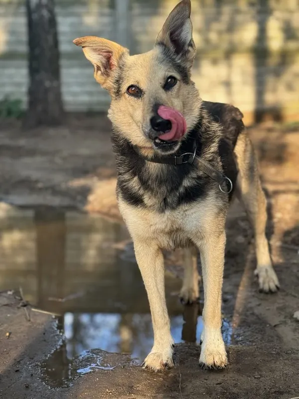 Pies do adopcji, Korabiewice, 5 listopada 2024 (5/5)