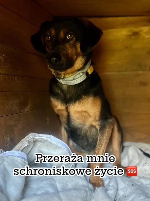 Pies do adopcji, Korabiewice, 5 listopada 2024 (1/3)