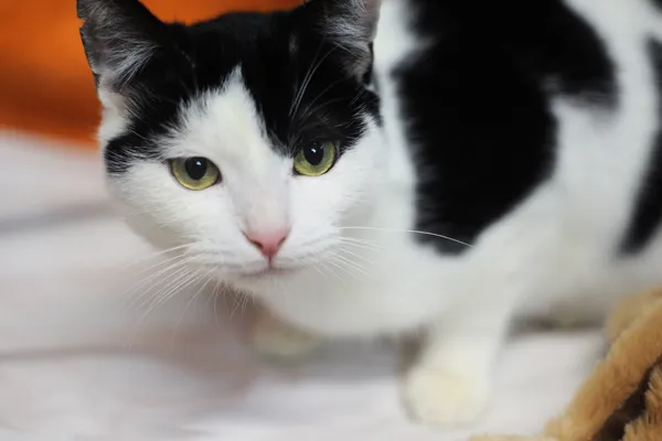 Znaleziono kota, Sosnowiec, 5 listopada 2024 (1/5)