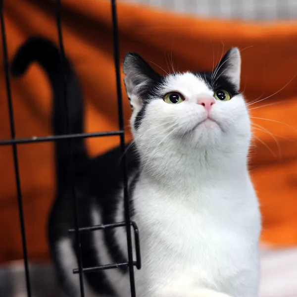 Znaleziono kota, Sosnowiec, 5 listopada 2024 (2/5)