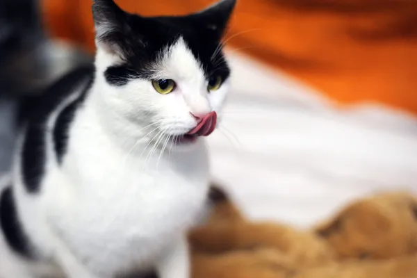 Znaleziono kota, Sosnowiec, 5 listopada 2024 (3/5)