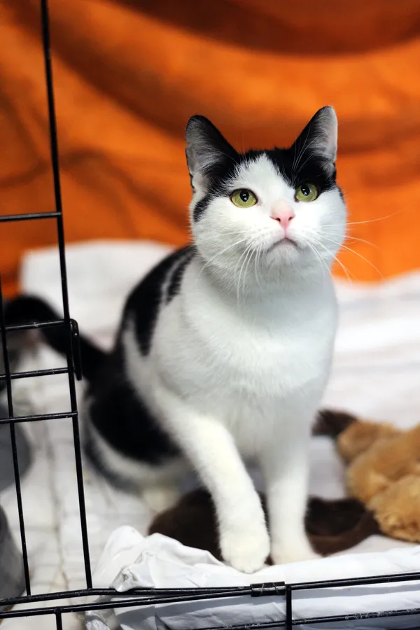 Znaleziono kota, Sosnowiec, 5 listopada 2024 (4/5)