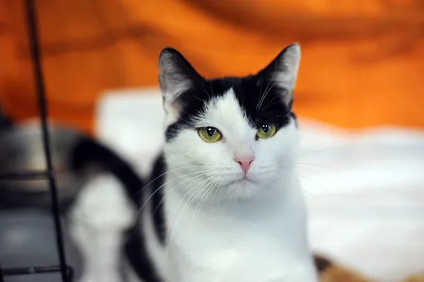 Znaleziono kota, Sosnowiec, 5 listopada 2024 (5/5)