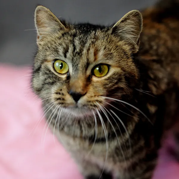 Znaleziono kota, Sosnowiec, 30 października 2024 (2/5)