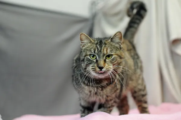 Znaleziono kota, Sosnowiec, 30 października 2024 (4/5)