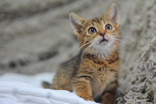 Znaleziono kota, Sosnowiec, 1 listopada 2024 (2/4)