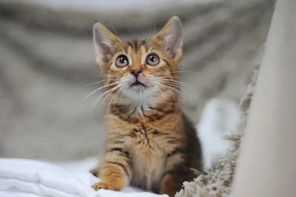 Znaleziono kota, Sosnowiec, 1 listopada 2024 (3/4)