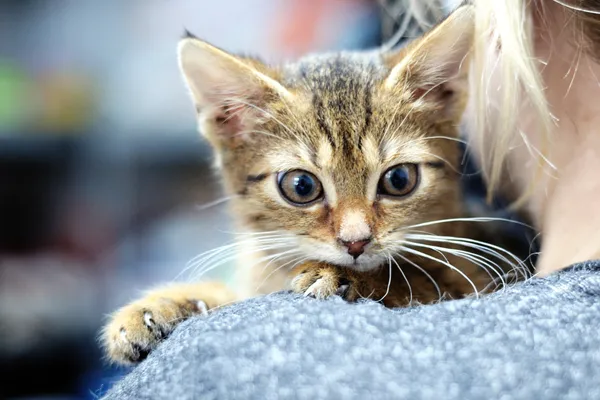 Znaleziono kota, Sosnowiec, 1 listopada 2024 (4/4)