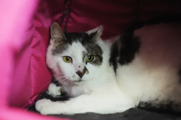 Znaleziono kota, Sosnowiec, 30 października 2024 (2/5)