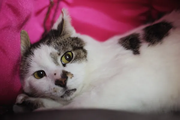 Znaleziono kota, Sosnowiec, 30 października 2024 (4/5)