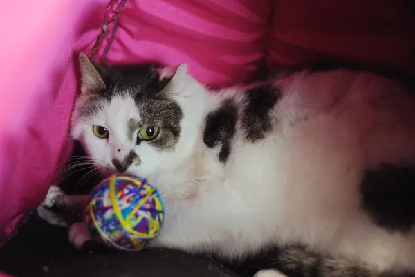 Znaleziono kota, Sosnowiec, 30 października 2024 (5/5)