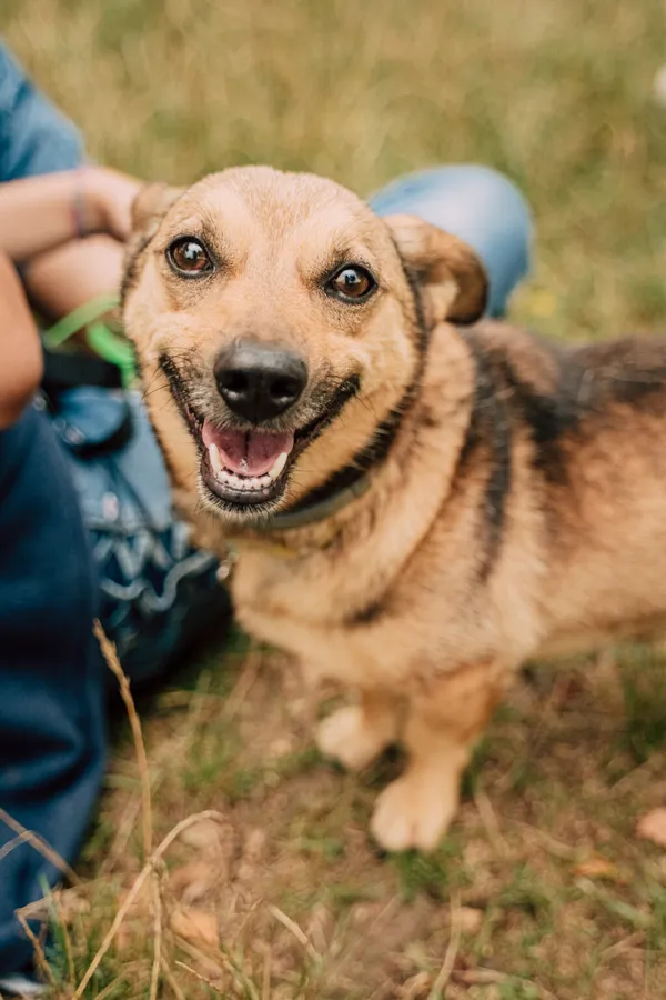 Pies do adopcji, Korabiewice, 6 listopada 2024 (5/5)