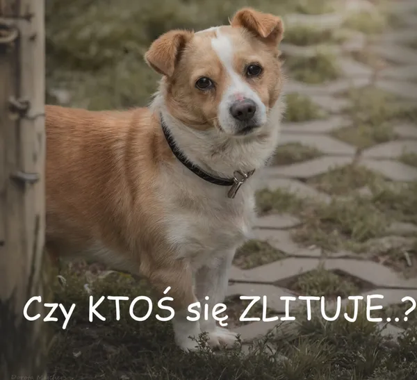 Pies do adopcji, Korabiewice, 6 listopada 2024 (5/5)