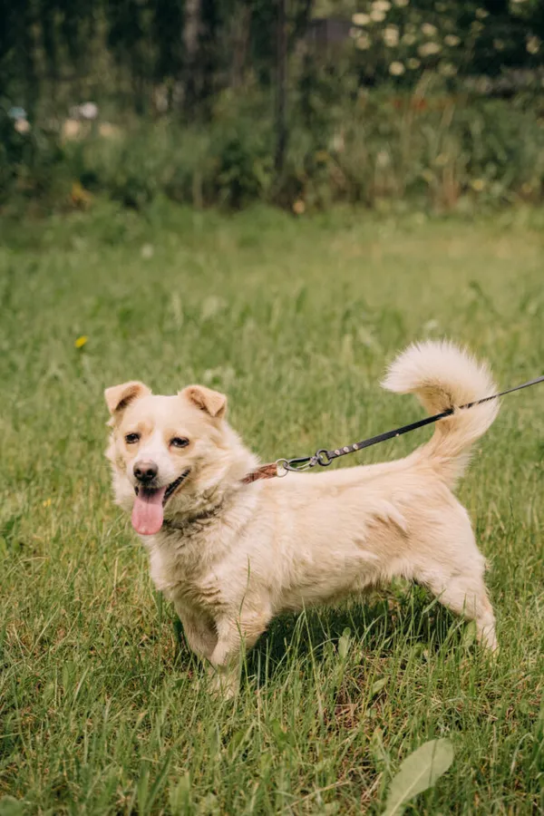 Pies do adopcji, Korabiewice, 6 listopada 2024 (1/5)