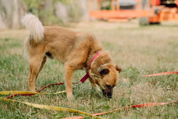 Pies do adopcji, Korabiewice, 6 listopada 2024 (2/5)