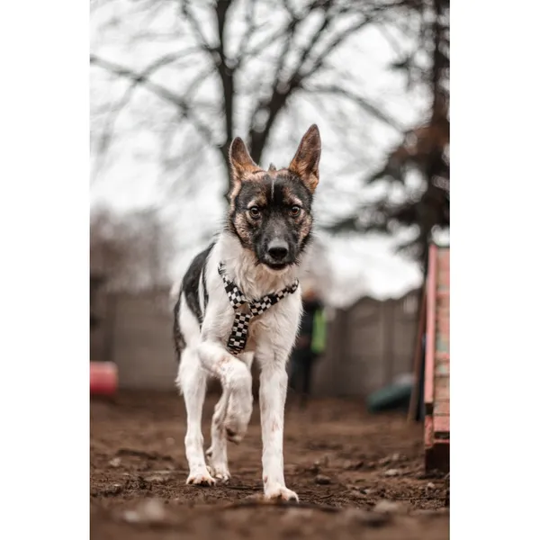 Znaleziono psa, Białystok, 6 listopada 2024 (1/4)