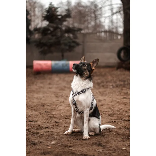 Znaleziono psa, Białystok, 6 listopada 2024 (2/4)