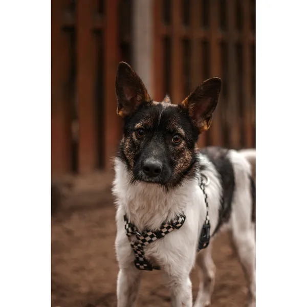 Znaleziono psa, Białystok, 6 listopada 2024 (3/4)