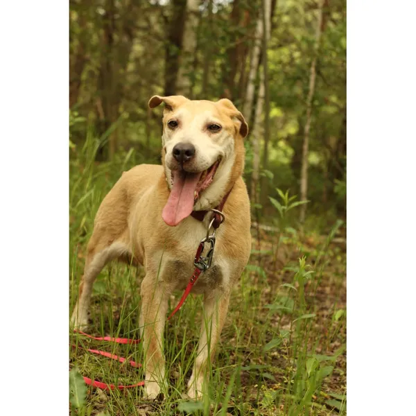 Znaleziono psa, Białystok, 22 października 2024 (3/4)