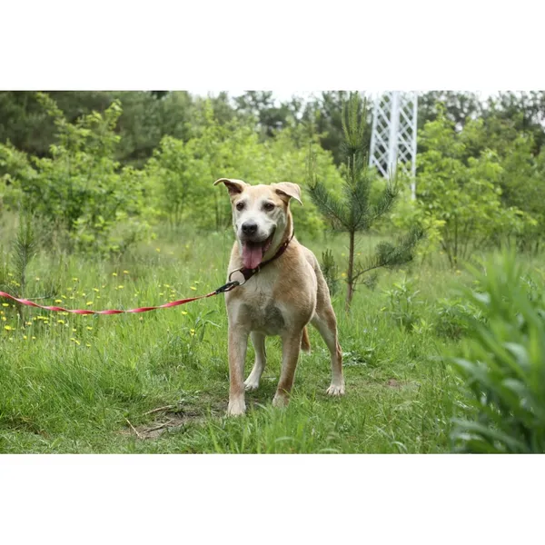 Znaleziono psa, Białystok, 22 października 2024 (4/4)