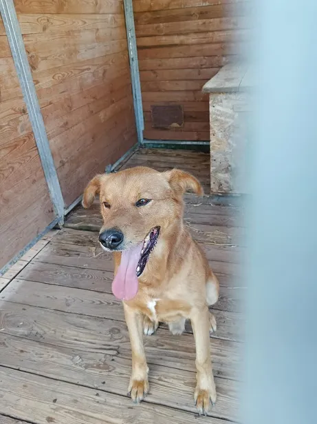 Pies do adopcji, Orzechowce, 6 listopada 2024 (1/5)