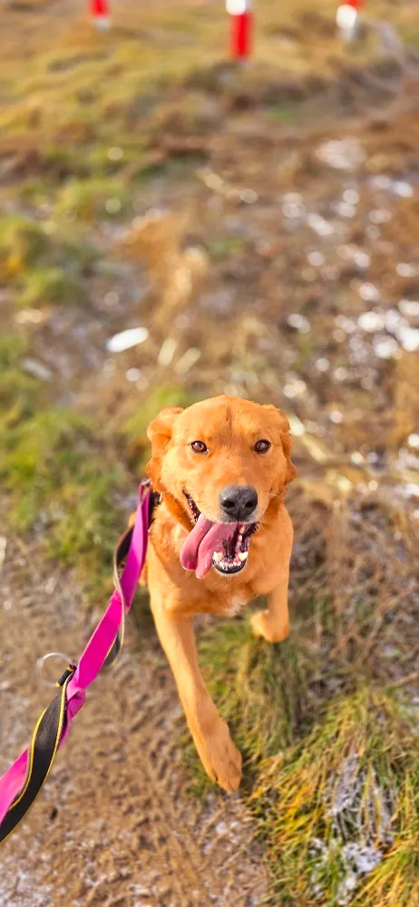 Pies do adopcji, Orzechowce, 6 listopada 2024 (3/5)