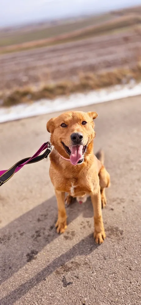 Pies do adopcji, Orzechowce, 6 listopada 2024 (4/5)