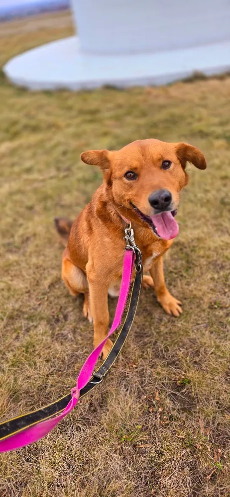 Pies do adopcji, Orzechowce, 6 listopada 2024 (5/5)