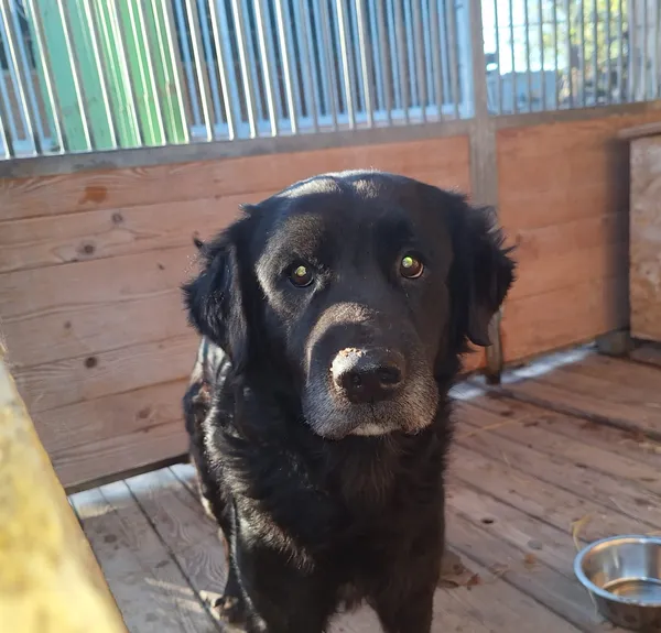 Pies do adopcji, Orzechowce, 5 listopada 2024 (1/5)