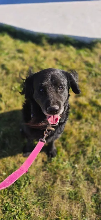 Pies do adopcji, Orzechowce, 5 listopada 2024 (5/5)