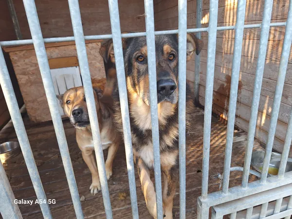 Pies do adopcji, Orzechowce, 5 listopada 2024 (1/5)