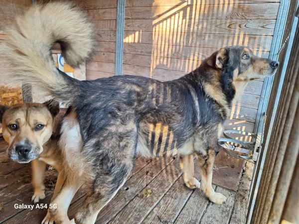 Pies do adopcji, Orzechowce, 5 listopada 2024 (2/5)