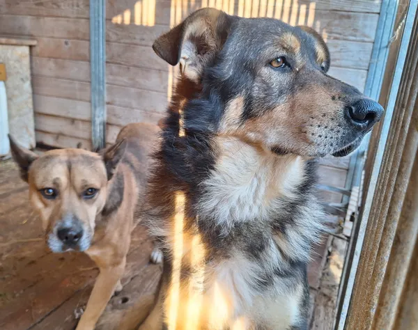 Pies do adopcji, Orzechowce, 5 listopada 2024 (3/5)