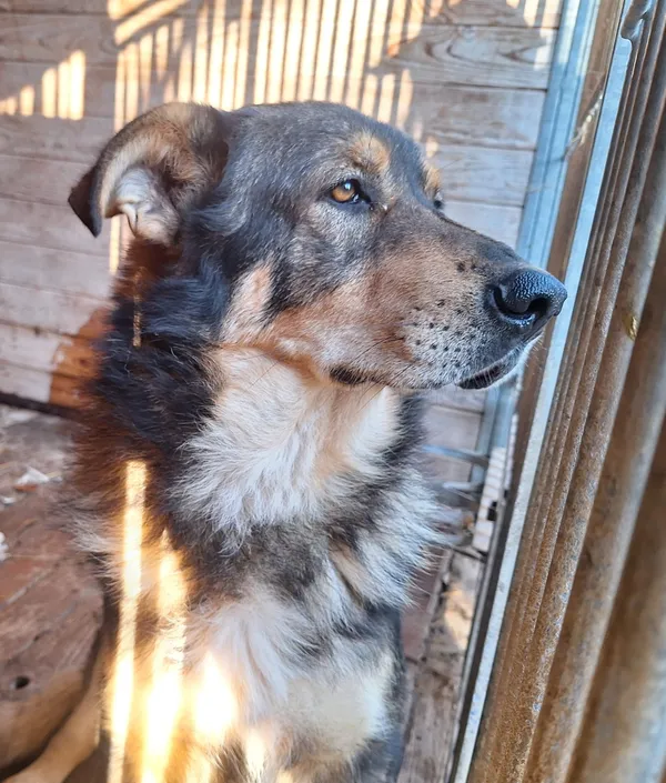 Pies do adopcji, Orzechowce, 5 listopada 2024 (4/5)